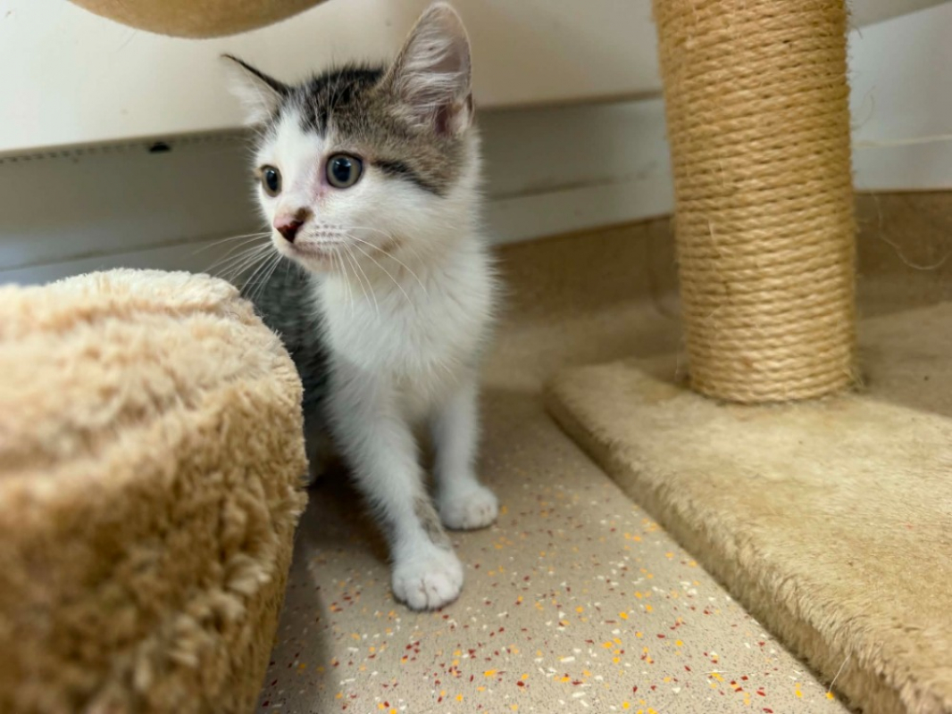 Litchi - Chat Européen à adopter - photo 2