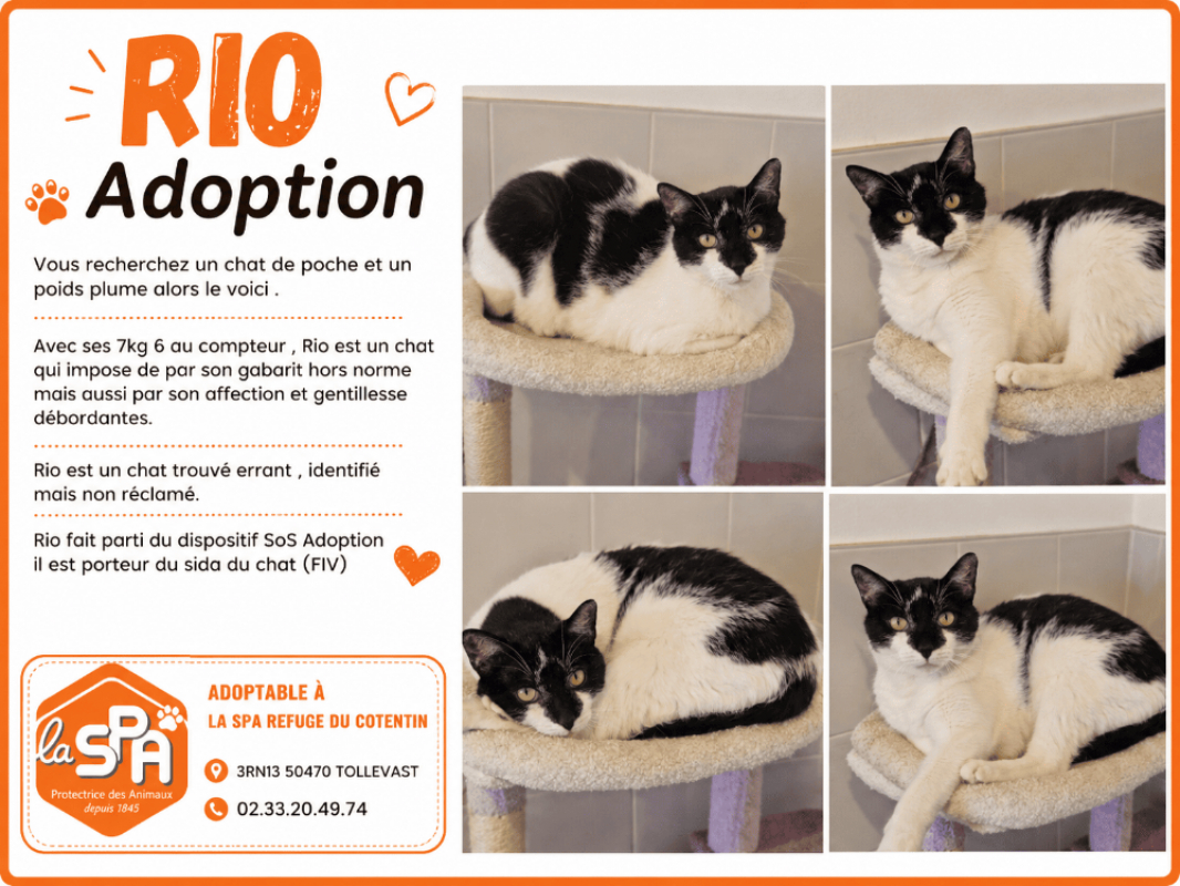 Rio - Chat Européen à adopter
