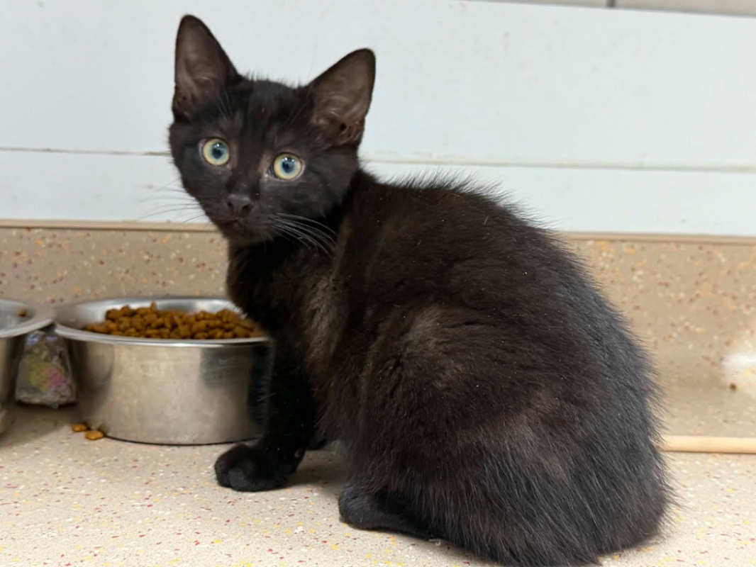 Castafiore - Chat Européen à adopter