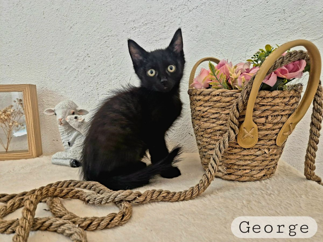 George - Chat à adopter