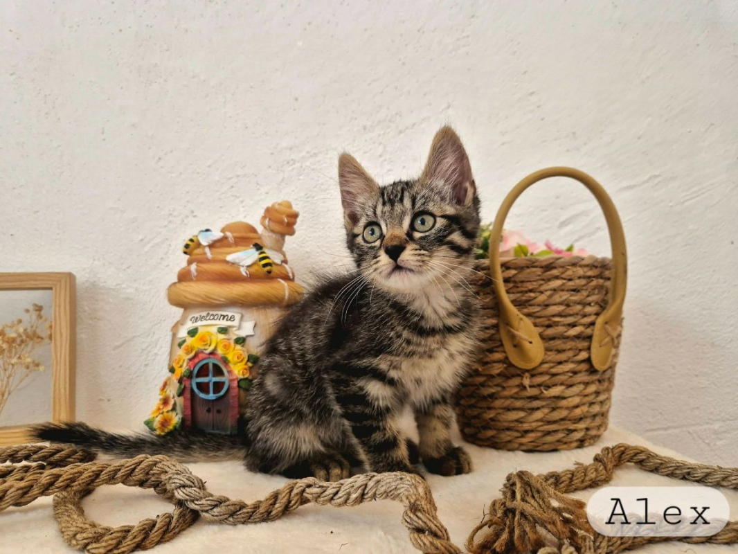 Alex - Chat Européen à adopter