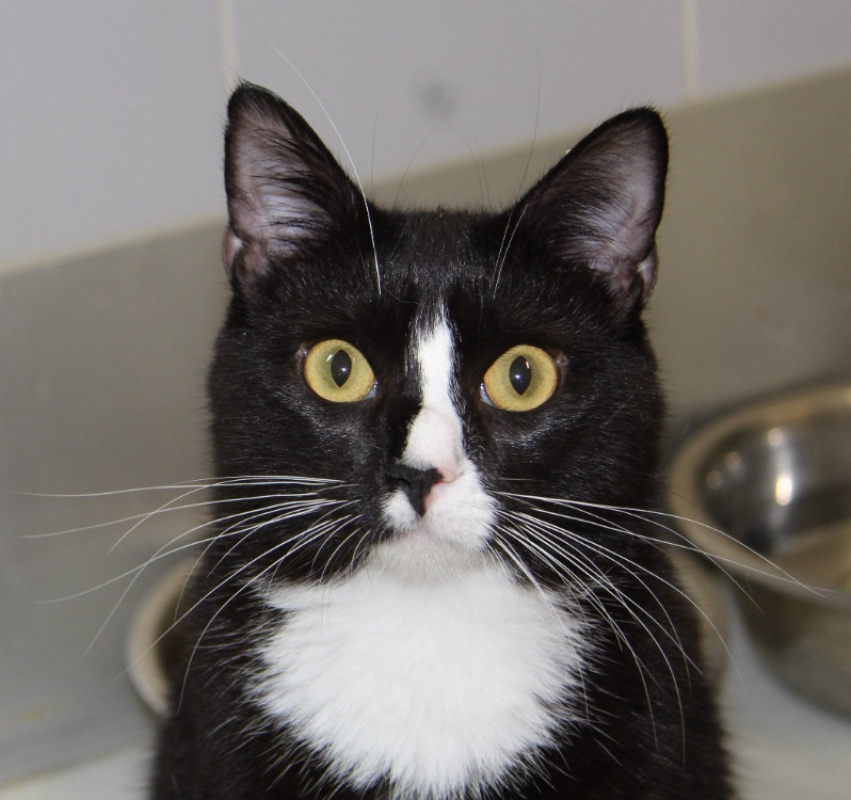 Goyave - Chat Européen à adopter