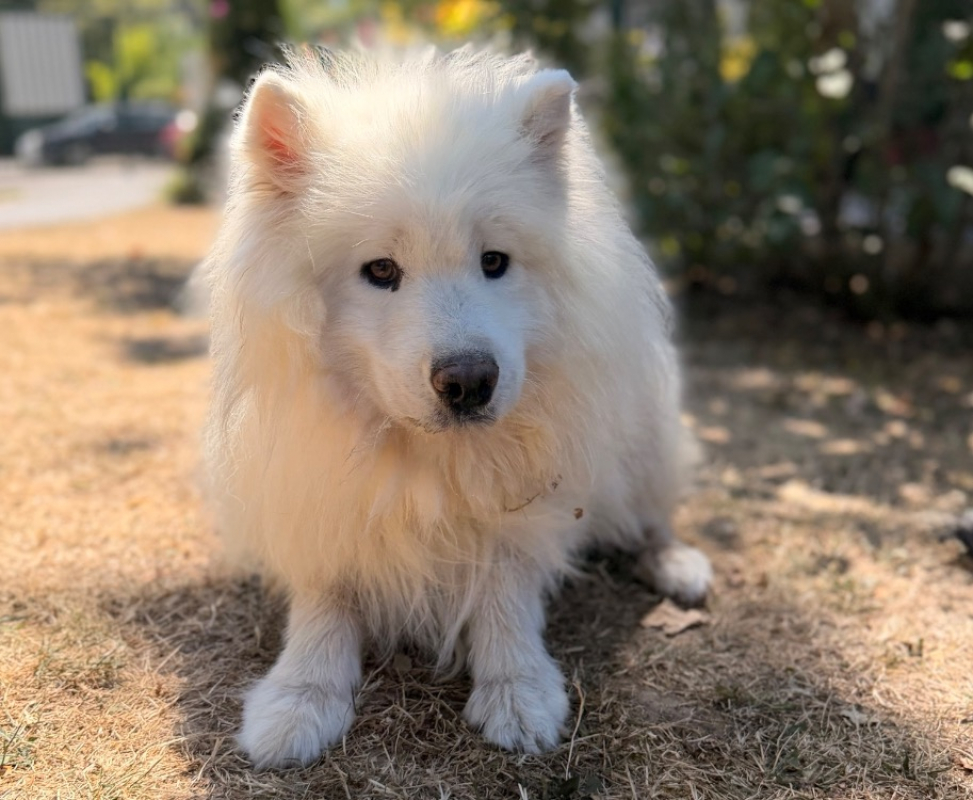 Samy - Chien Samoyéde à adopter