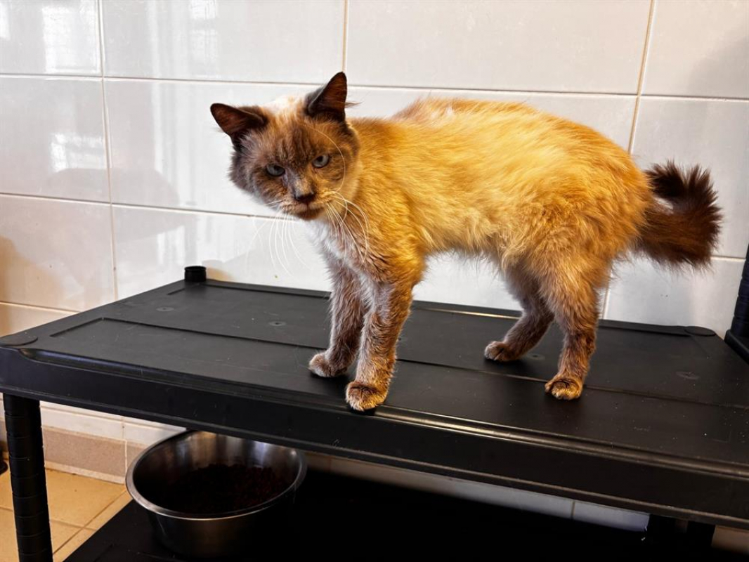 Photo #1 de Moustique