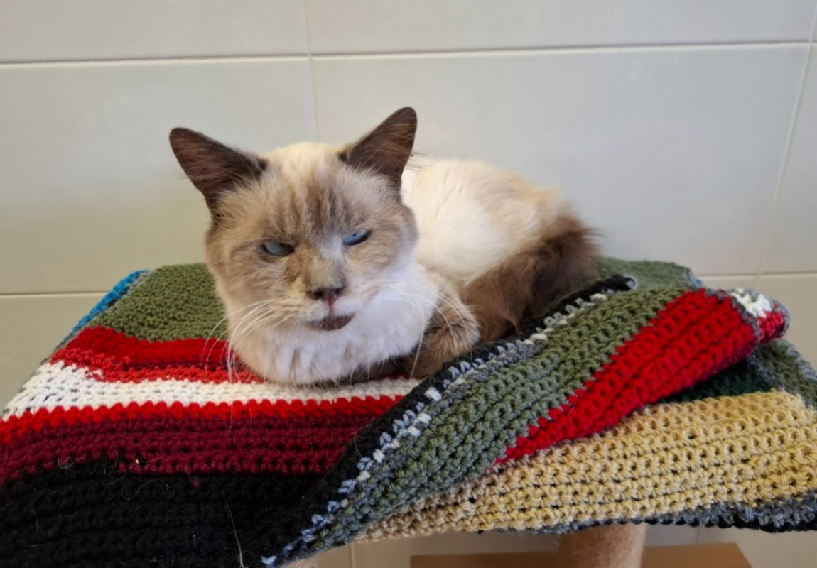 Photo #2 de Moustique