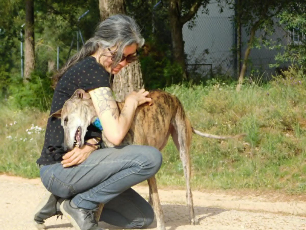 KENIA - Chien Galgo à adopter - photo 6