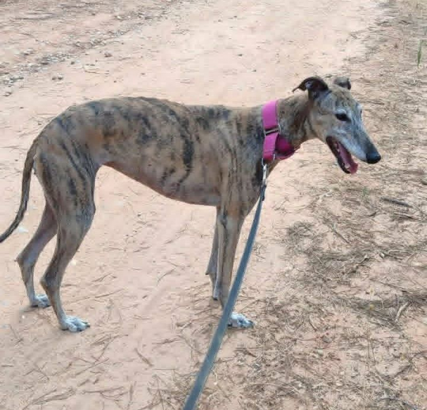 KENIA - Chien Galgo à adopter - photo 4