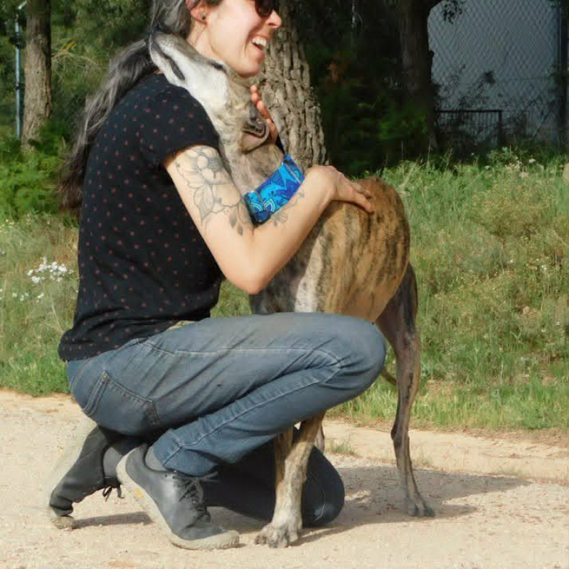 KENIA - Chien Galgo à adopter - photo 2