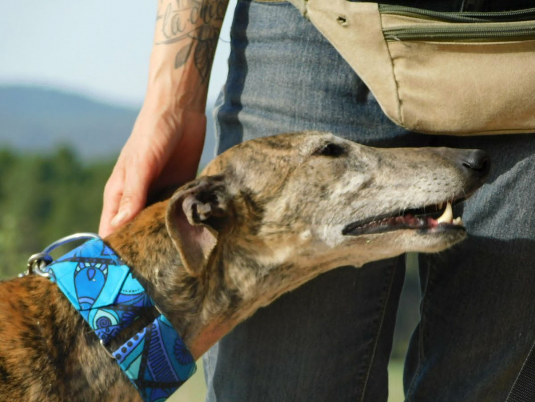 KENIA - Chien Galgo à adopter - photo 5