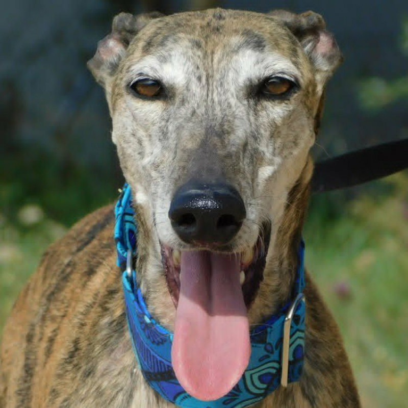 KENIA - Chien Galgo à adopter - photo 3