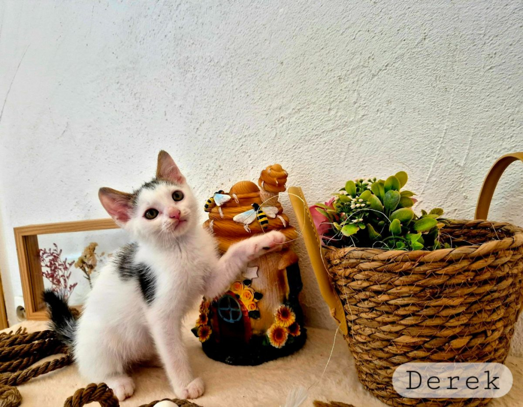 Derek - Chat Européen à adopter