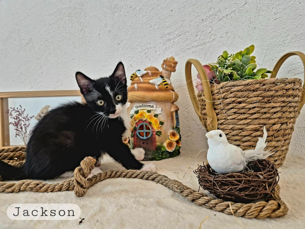 Jackson - Chat Européen à adopter