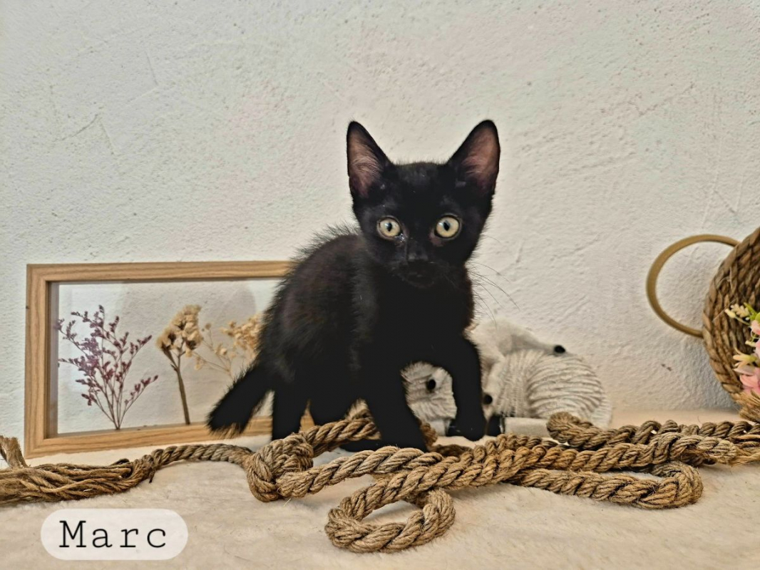 Marc - Chat Européen à adopter