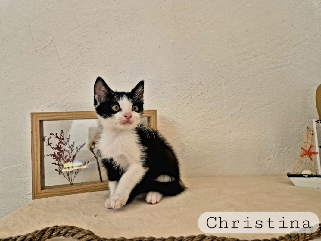 Christiana - Chat Européen à adopter