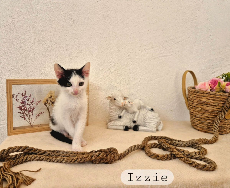 Izzie - Chat à adopter