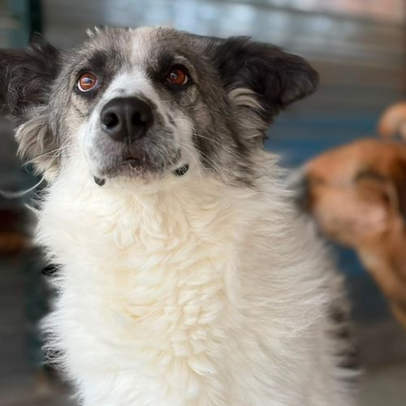 JOKIA - Chien à adopter - photo 6
