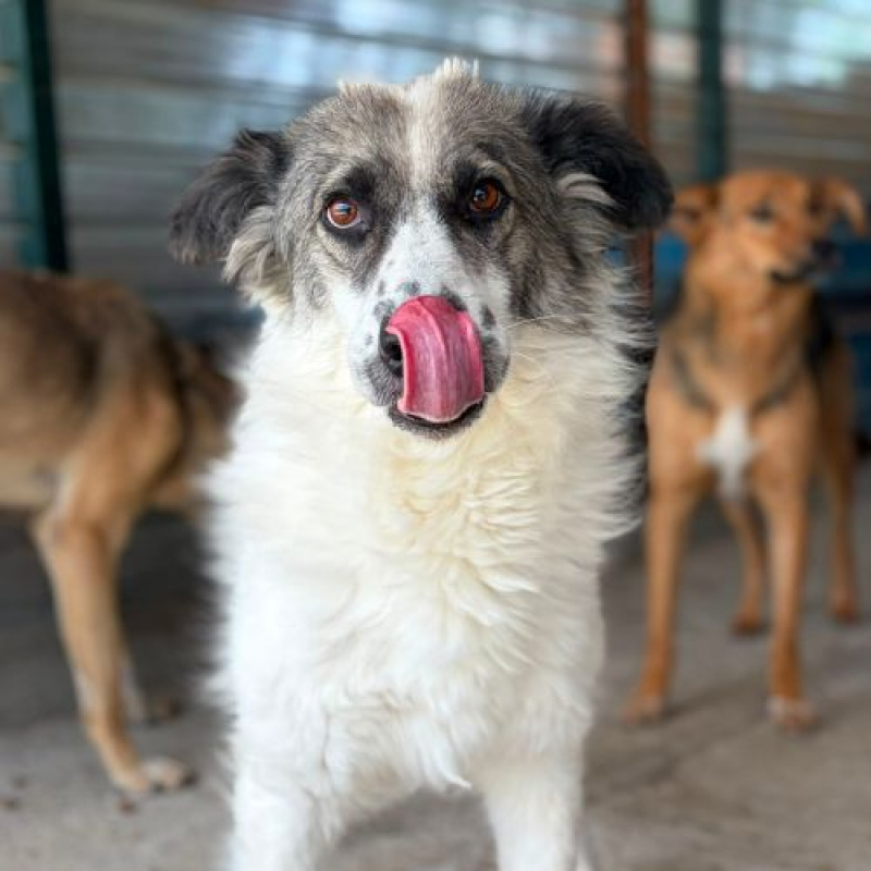 JOKIA - Chien à adopter - photo 3