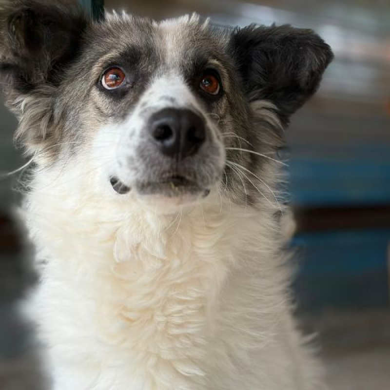 JOKIA - Chien à adopter - photo 5