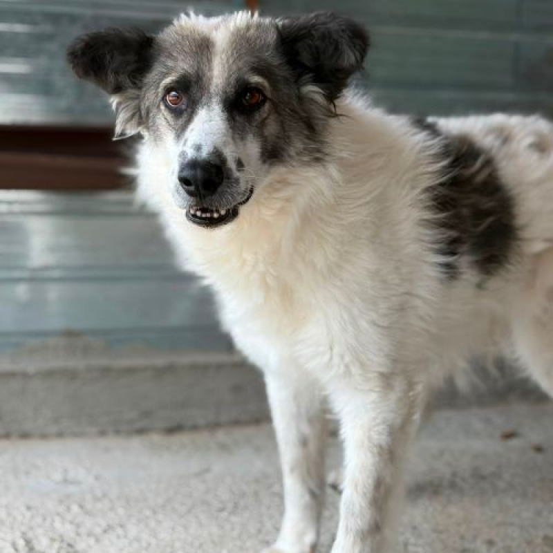 JOKIA - Chien à adopter - photo 2