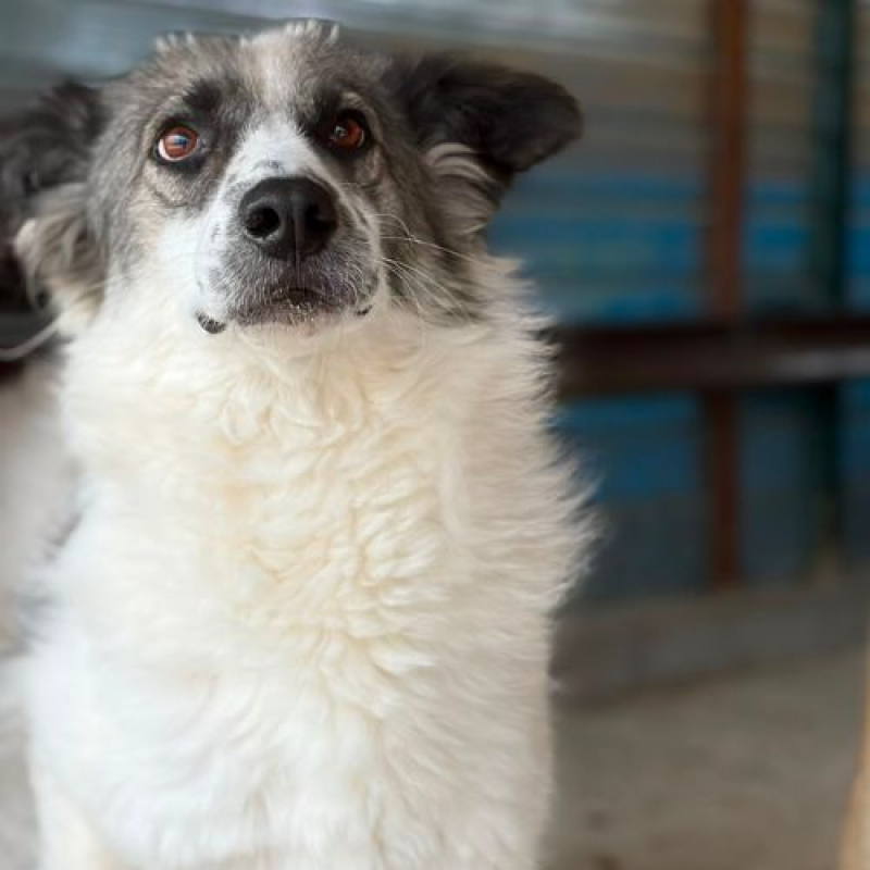 JOKIA - Chien à adopter - photo 4