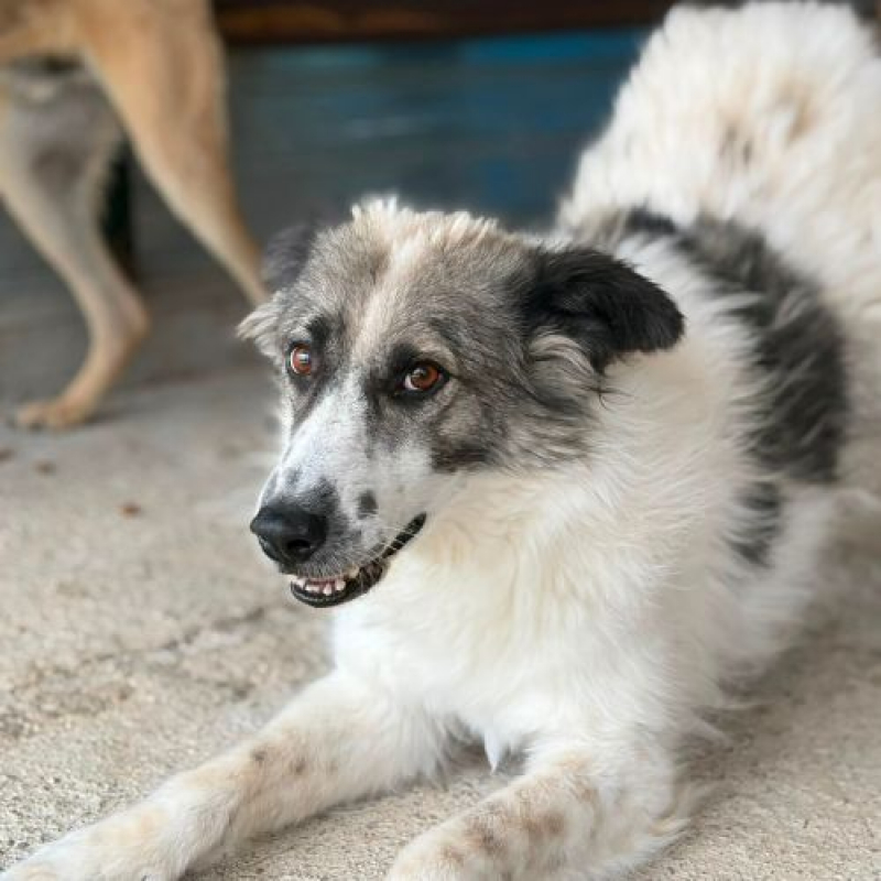 JOKIA - Chien à adopter - photo 7