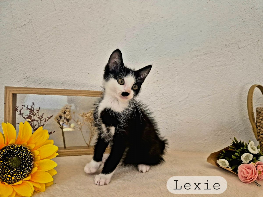 Lexie - Chat à adopter