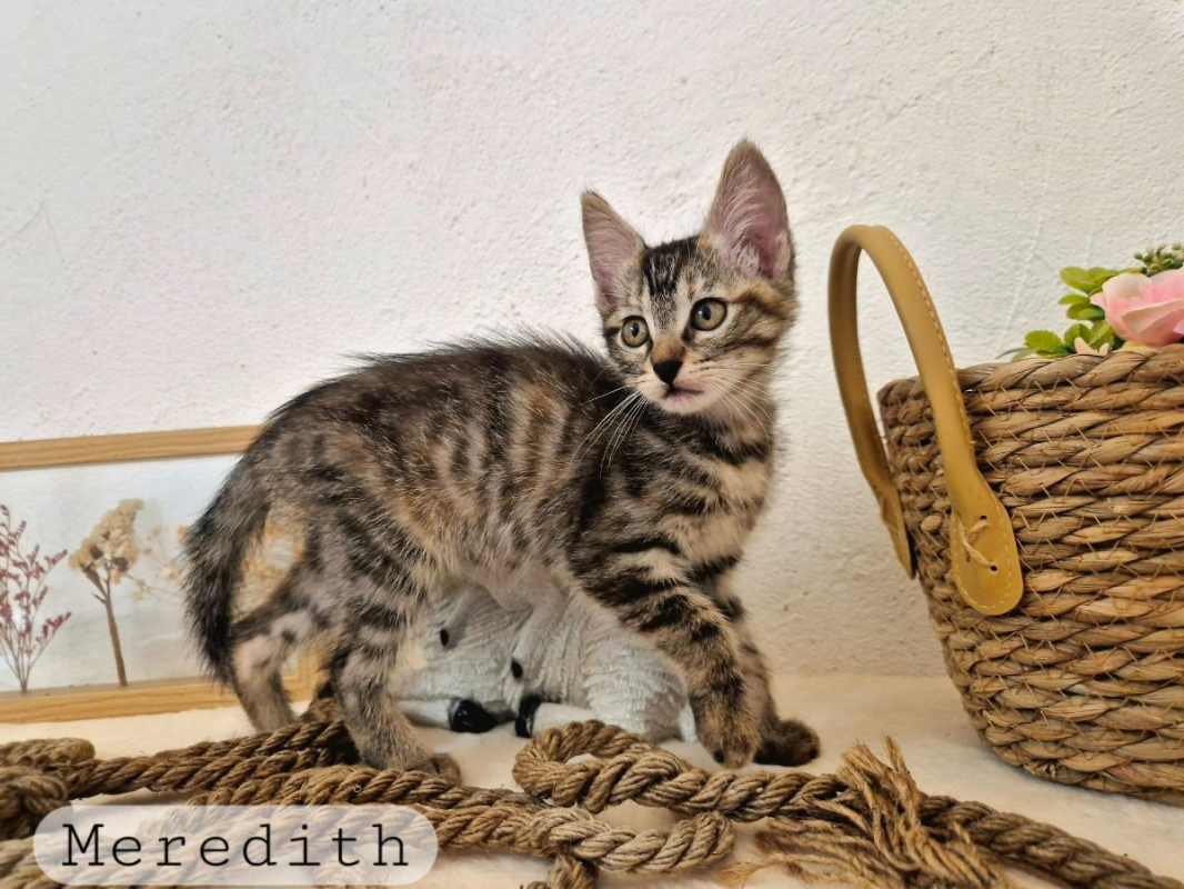 Meredith - Chat Européen à adopter