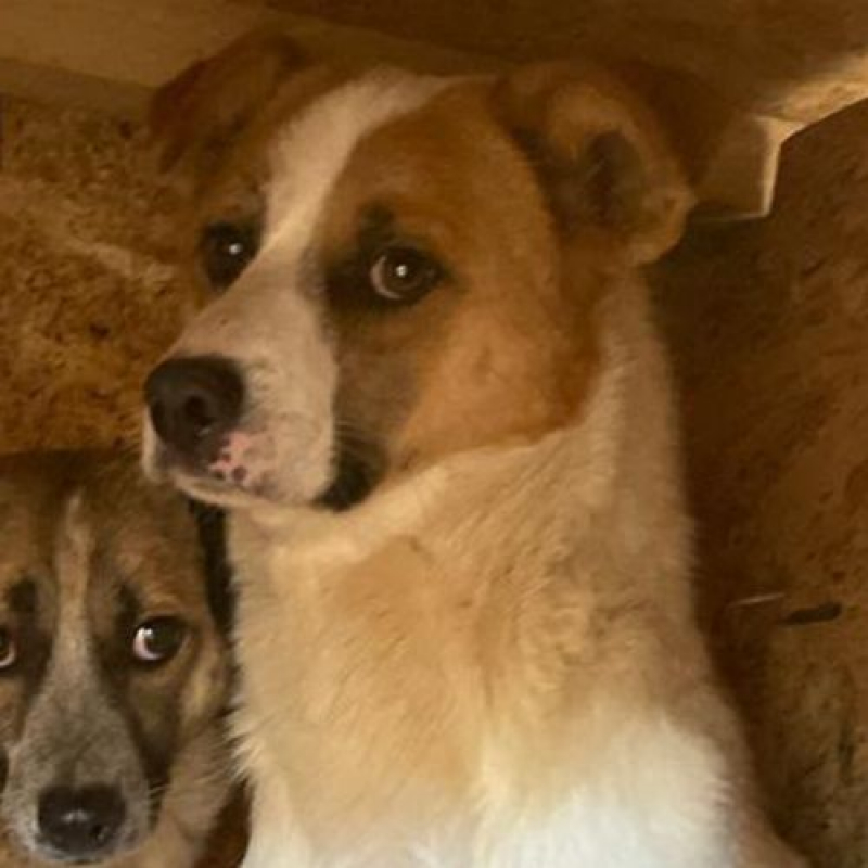 ANNEL - Chien à adopter