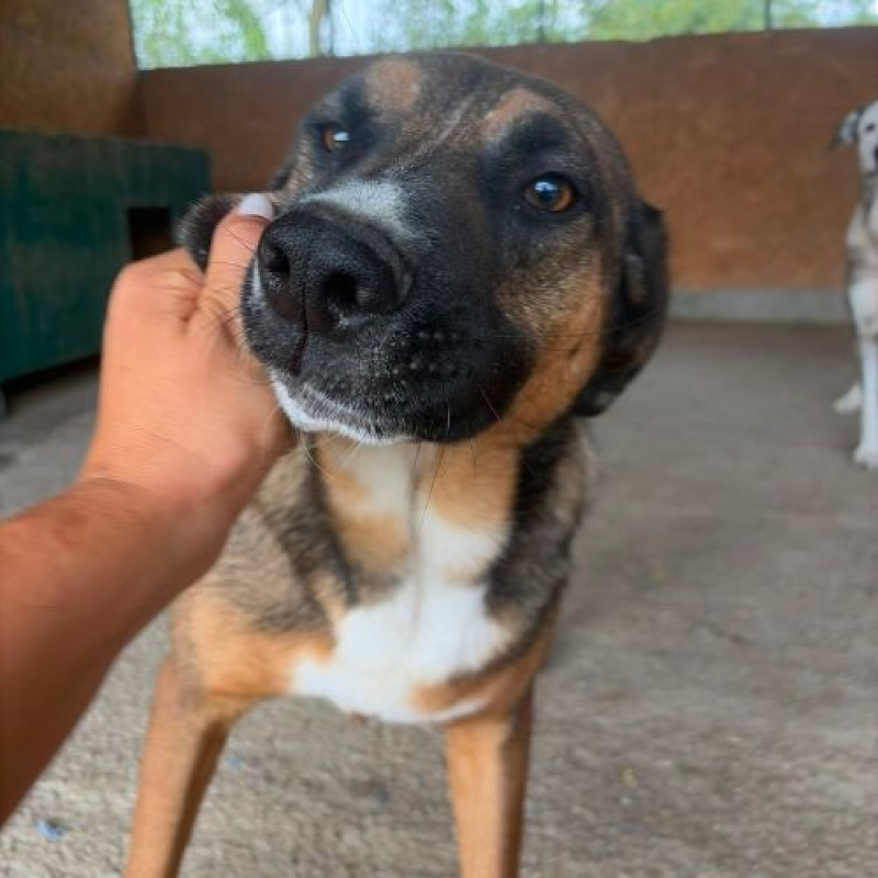 GEORGI - Chien à adopter