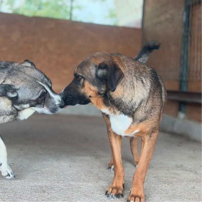 GEORGI - Chien à adopter - photo 6