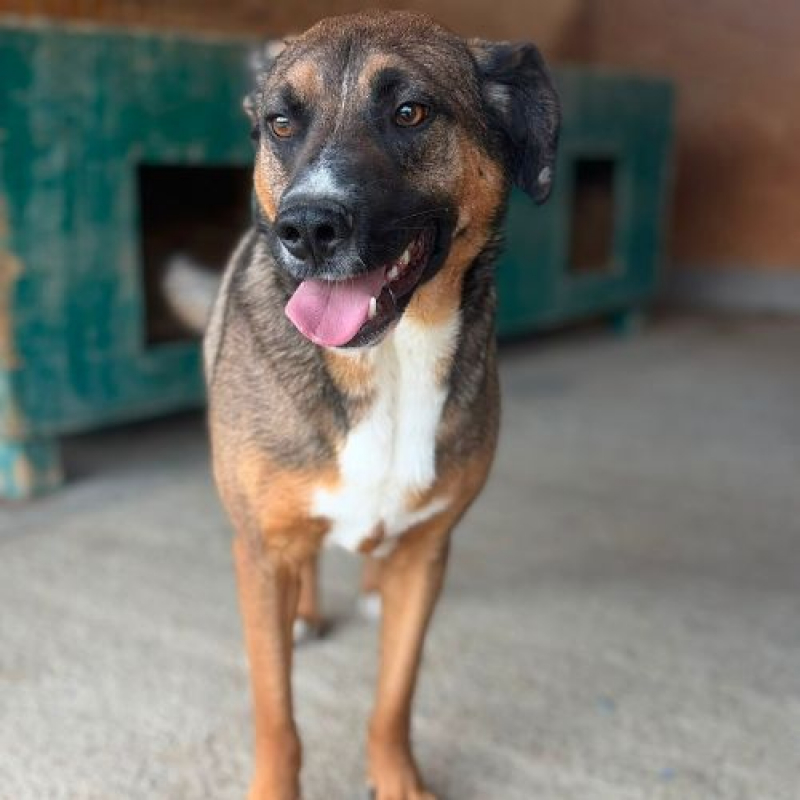 GEORGI - Chien à adopter - photo 2