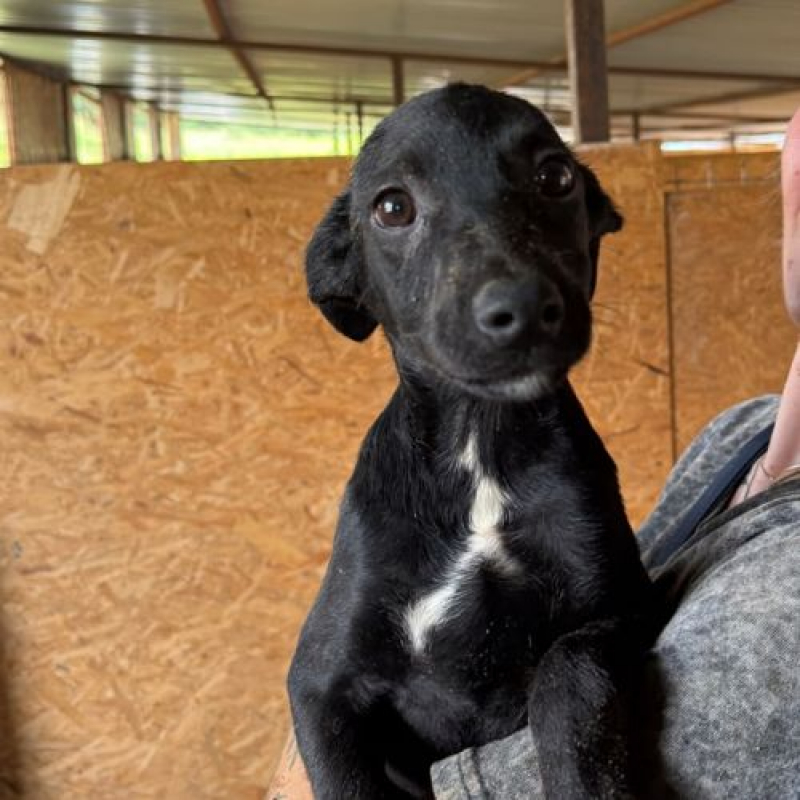 OPALE - Chien à adopter - photo 2