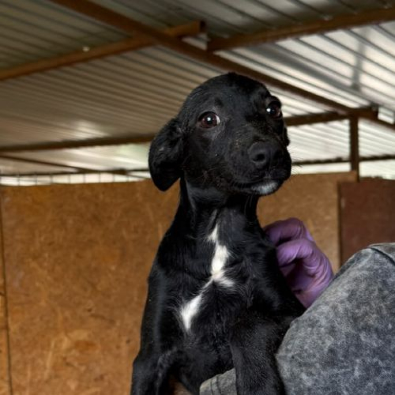 OPALE - Chien à adopter - photo 3