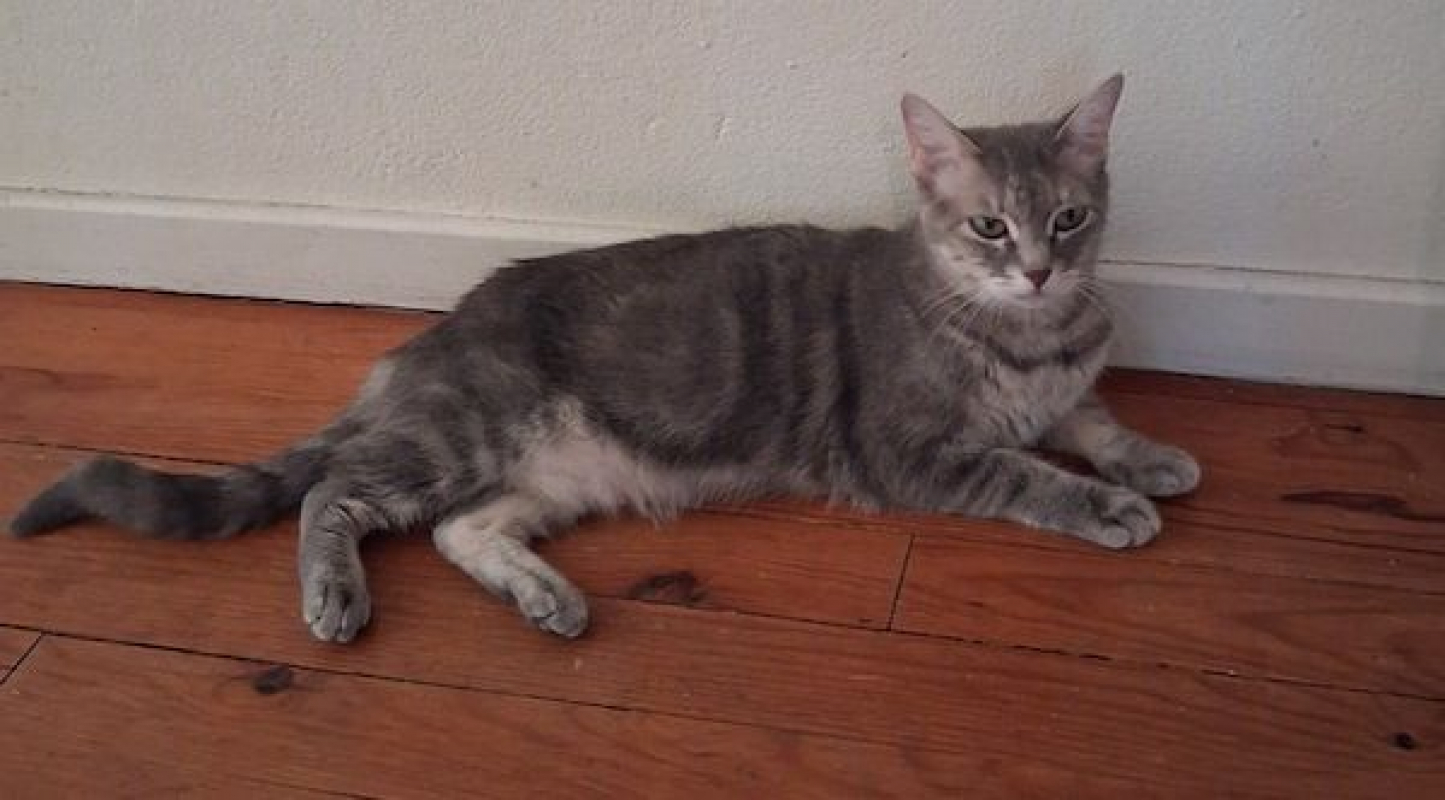 SELENA - Chat à adopter - photo 2
