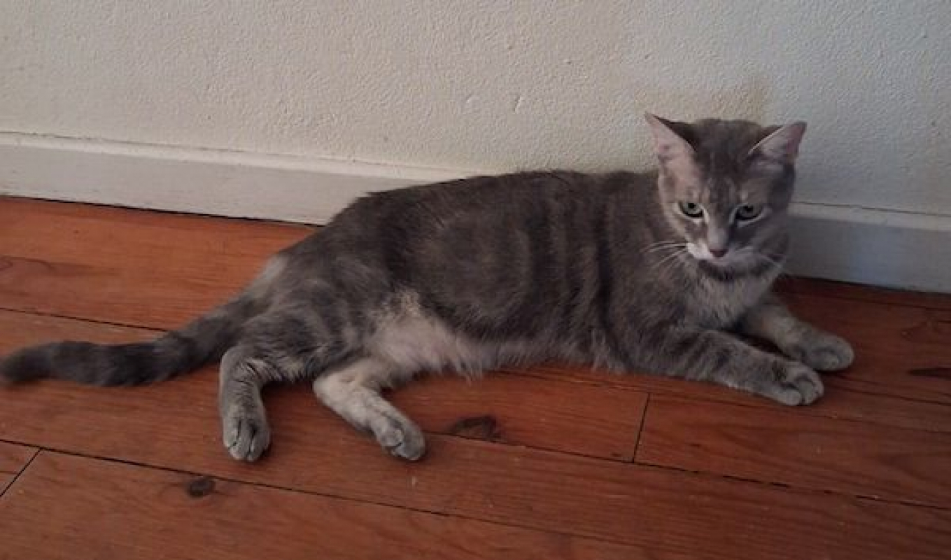 SELENA - Chat à adopter