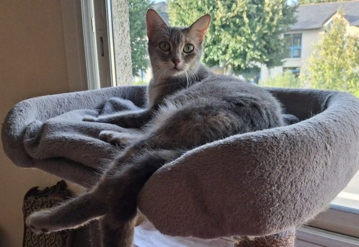SELENA - Chat à adopter