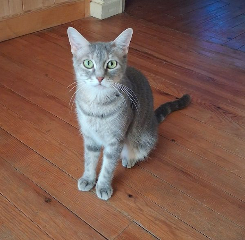 SELENA - Chat à adopter - photo 4