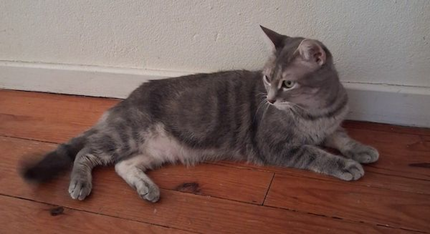 SELENA - Chat à adopter - photo 3
