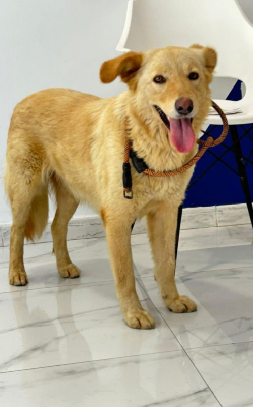 LINA - Chien à adopter