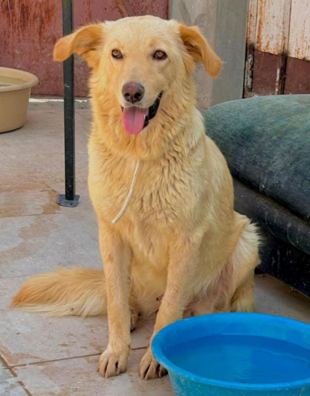 LINA - Chien à adopter - photo 2