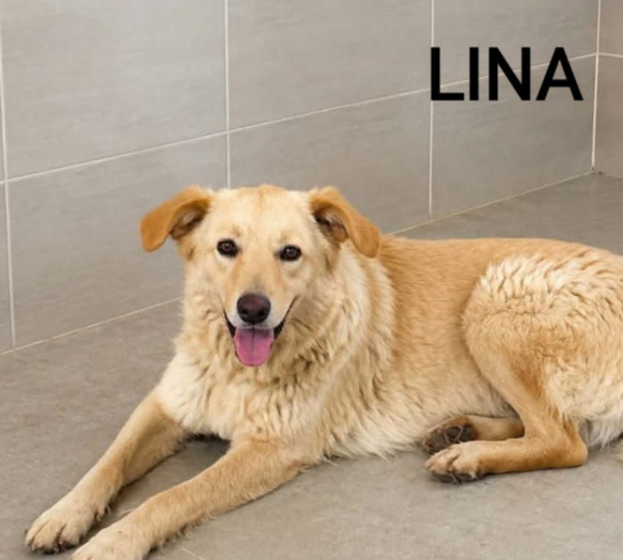 LINA - Chien à adopter - photo 6