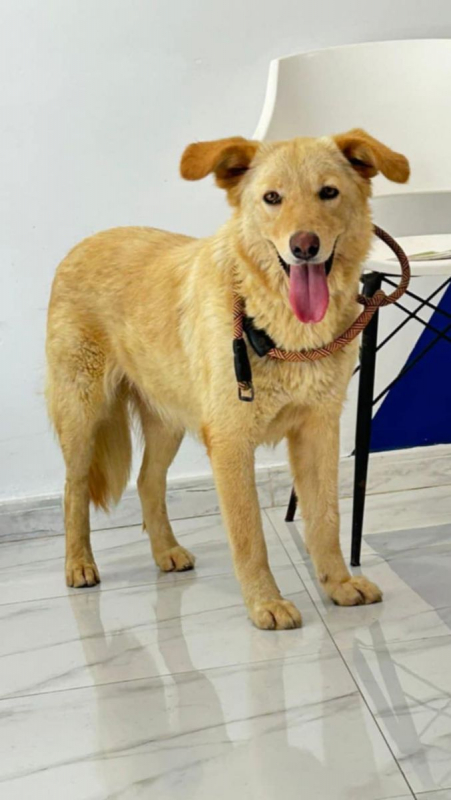 LINA - Chien à adopter - photo 4