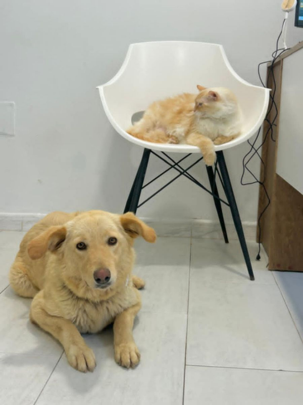 LINA - Chien à adopter - photo 5