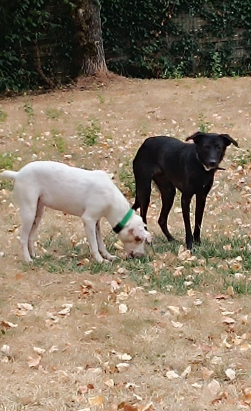 PIMOUSSE - Chien à adopter - photo 3