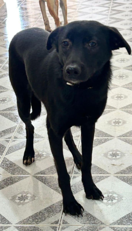 PIMOUSSE - Chien à adopter