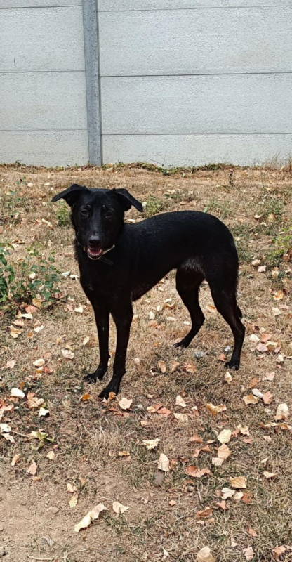 PIMOUSSE - Chien à adopter - photo 5