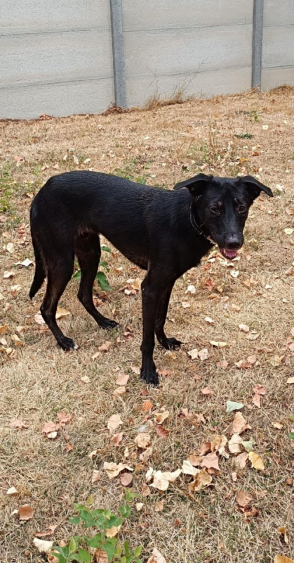 PIMOUSSE - Chien à adopter - photo 4