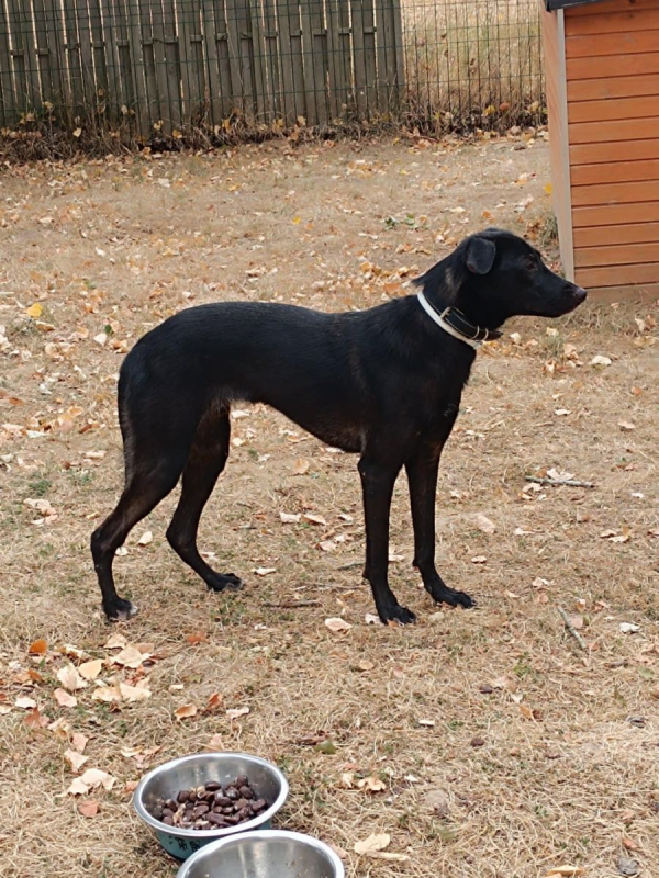 PIMOUSSE - Chien à adopter - photo 2