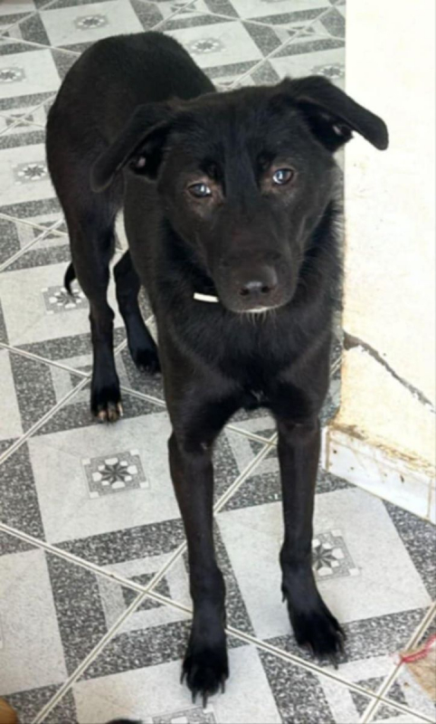 PIMOUSSE - Chien à adopter - photo 6