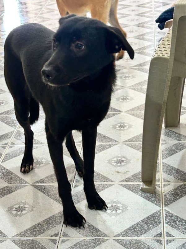 PIMOUSSE - Chien à adopter - photo 6